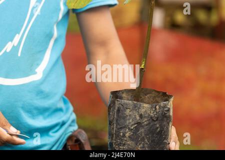 plantule de cacao inoculée avec une variété noble, résistant aux maladies, plantation de cacao écologique Banque D'Images