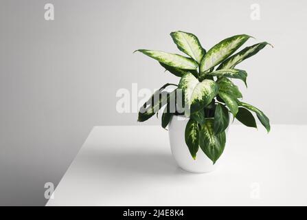 Dieffenbachia ou plante de canne stupide jeune dans un pot de fleur blanche sur une table blanche Banque D'Images