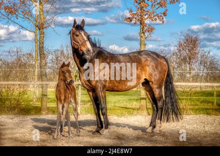 Une semaine de foal brun foncé se tient dehors au soleil avec sa mère. mare avec le halter rouge. WarmBlood, cheval de dressage KWPN. Thèmes animaux, nouveau-né. Banque D'Images