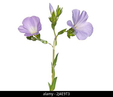 Fleurs bleues de lin sauvage abattu isolées sur du blanc, Linum hirsutum Banque D'Images