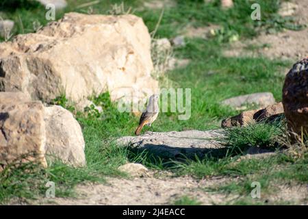 Adulte Femme Moussier's Redstart (Phoenicurus moussieri) Banque D'Images