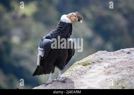Un majestueux Condor andin sauvage (Vultur gryphus) debout sur un affleurement rocheux dans les hautes Andes. Colombie, Amérique du Sud. Banque D'Images
