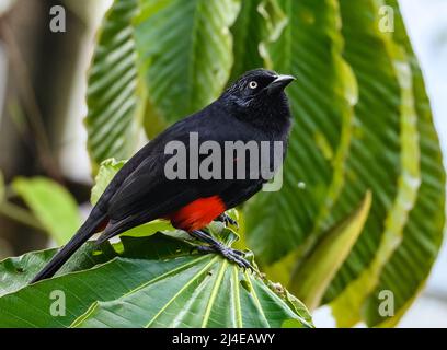 Un Grackle à ventre rouge (Hypopyrrhus pyrohypogaster) perché sur une feuille. Colombie, Amérique du Sud. Banque D'Images