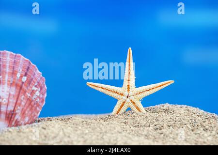 Starfish et coquillages roses sur le sable. Vacances, voyage, concept de plage. Copier l'espace Banque D'Images