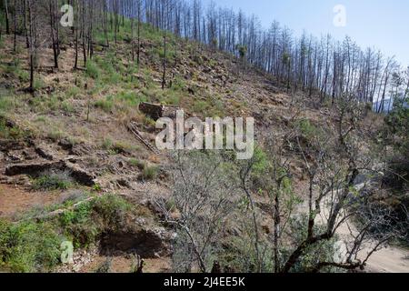 Europe, Portugal, District de Coimbra, près de Góis, les ruines du Goatshed (près de Colmeal) sous les pins brûchés sur Hillside après les feux dévastateurs Banque D'Images