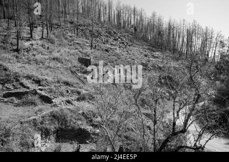 Europe, Portugal, District de Coimbra, les ruines du Goatshed (près de Colmeal) sous les pins brûchés sur Hillside après les incendies dévastateurs de 2017 Banque D'Images