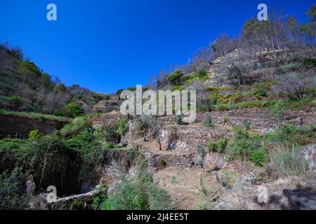 Europe, Portugal, District de Coimbra, près de Góis, ruines du Goatshed (près de Colmeal), champs en terrasse sur Hillside après les incendies dévastateurs de 2017 Banque D'Images