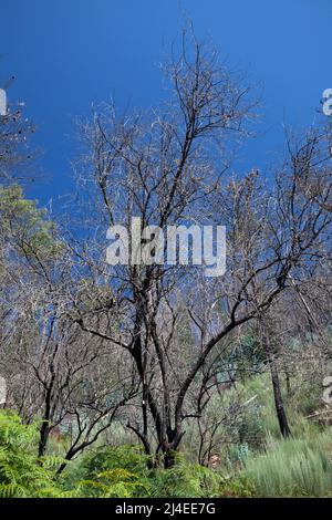 Europe, Portugal, District de Coimbra, près de Góis, en terrasse Hillside avec les restes d'arbre brûlé pendant les feux dévastateurs de 2017 Banque D'Images