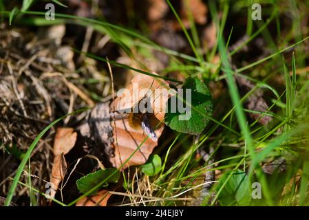 Mouches d'abeille ou Bombyliidae Banque D'Images