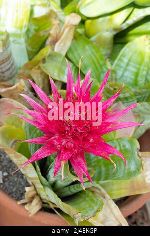 Fleur de broméliade rose éclatante d'Aechmea fasciata dans un pot en terre cuite dans un jardin sous serre Banque D'Images