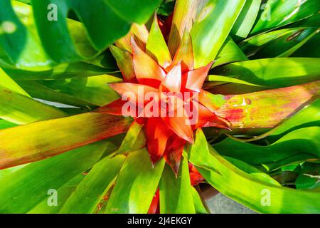 Gros plan d'une fleur de broméliade rouge vif avec des feuilles vertes éclatantes rayonnant du centre dans un jardin tropical. Banque D'Images