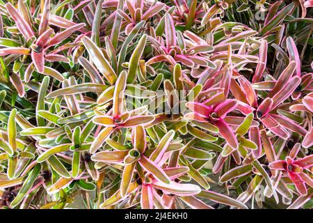Vue de dessus vibrante d'une grappe luxuriante de plantes broméliades affichant des feuilles colorées roses, vertes et jaunes. Banque D'Images