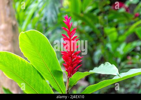 Fleurs de gingembre rouge (Alpinia purpurata), chutes du fleuve Dunns, Ocho Rios, paroisse de St Ann, Jamaïque, Grandes Antilles, Caraïbes Banque D'Images