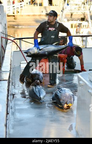 Le thon géant ou le poisson de Californie à queue jaune est déchargé d'un bateau de pêche affrété à Fisherman's Landing, San Diego, Californie, États-Unis Banque D'Images