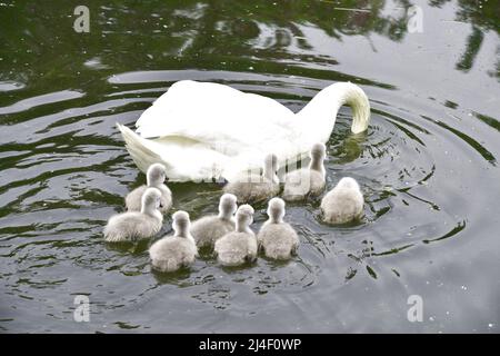 ZHENGZHOU, CHINE - 14 AVRIL 2022 - neuf bébés cygnes doux et mignons nagent avec leur mère le cinquième jour de leur vie à Zhengzhou, Henan Provincic Banque D'Images