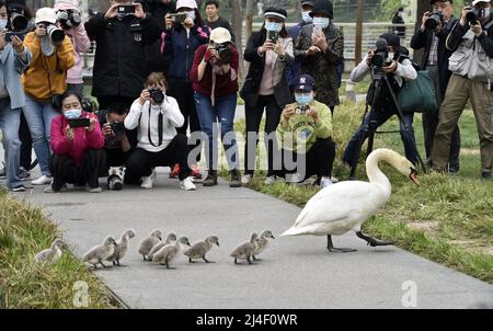 ZHENGZHOU, CHINE - le 14 AVRIL 2022 - les photographes photographient neuf cygnes doux et mignons lors de leur cinquième jour de vie en traversant la route après leur Banque D'Images