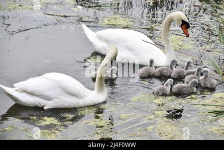 ZHENGZHOU, CHINE - 14 AVRIL 2022 - neuf bébés cygnes doux et mignons nagent avec leur mère le cinquième jour de leur vie à Zhengzhou, Henan Provincic Banque D'Images