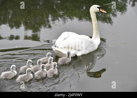 ZHENGZHOU, CHINE - 14 AVRIL 2022 - neuf bébés cygnes doux et mignons nagent avec leur mère le cinquième jour de leur vie à Zhengzhou, Henan Provincic Banque D'Images