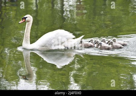 ZHENGZHOU, CHINE - 14 AVRIL 2022 - neuf bébés cygnes doux et mignons nagent avec leur mère le cinquième jour de leur vie à Zhengzhou, Henan Provincic Banque D'Images