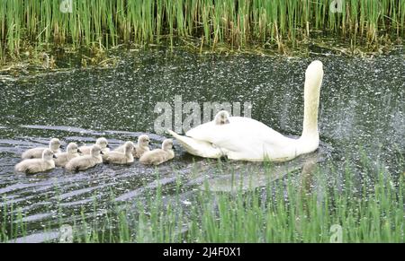 ZHENGZHOU, CHINE - 14 AVRIL 2022 - neuf bébés cygnes doux et mignons nagent avec leur mère le cinquième jour de leur vie à Zhengzhou, Henan Provincic Banque D'Images