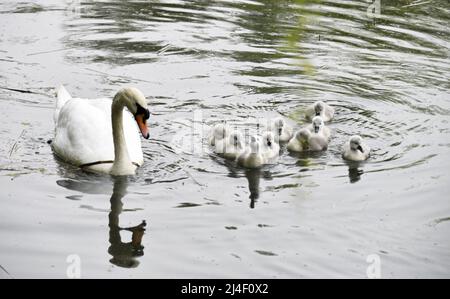 ZHENGZHOU, CHINE - 14 AVRIL 2022 - neuf bébés cygnes doux et mignons nagent avec leur mère le cinquième jour de leur vie à Zhengzhou, Henan Provincic Banque D'Images