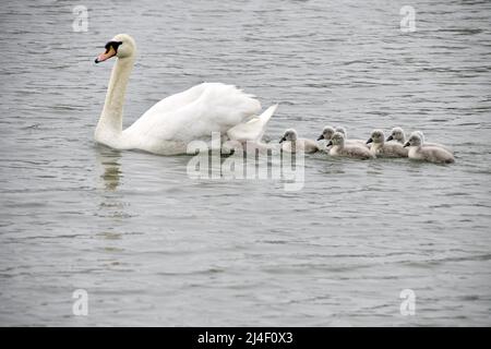 ZHENGZHOU, CHINE - 14 AVRIL 2022 - neuf bébés cygnes doux et mignons nagent avec leur mère le cinquième jour de leur vie à Zhengzhou, Henan Provincic Banque D'Images