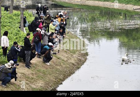 ZHENGZHOU, CHINE - 14 AVRIL 2022 - les photographes photographient neuf cygnes doux et mignons nageant avec leur mère lors de leur cinquième jour de vie à Zheng Banque D'Images