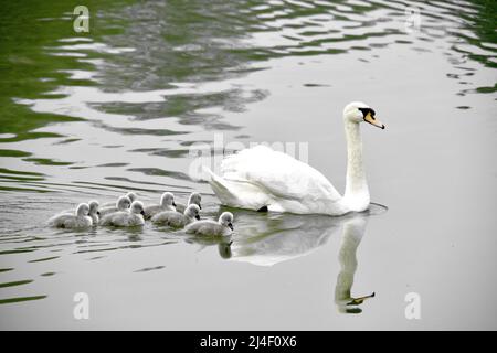 ZHENGZHOU, CHINE - 14 AVRIL 2022 - neuf bébés cygnes doux et mignons nagent avec leur mère le cinquième jour de leur vie à Zhengzhou, Henan Provincic Banque D'Images