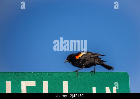 Oiseau-noir à aigree rouge (Agelaius phoeniceus) perché sur un panneau de signalisation, horizontal Banque D'Images