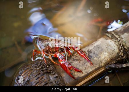 Cette écrevisse rouge, procambarus clarkii, a été photographiée au bord d'un ruisseau d'eau douce sur l'île de Maui, à Hawaï, où il s'agit d'une invasion Banque D'Images