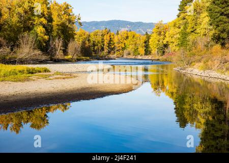 Un homme se wade dans l'eau de la rivière Yakima, dans les montagnes de l'est de la Cascade, comme le montrent les couleurs de l'arbre d'automne. Banque D'Images