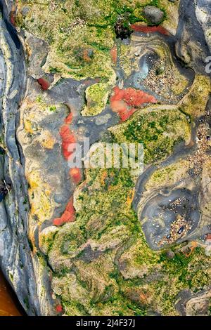 Vue rapprochée sur les rochers de la piscine à marée avec des couleurs et des motifs uniques Banque D'Images