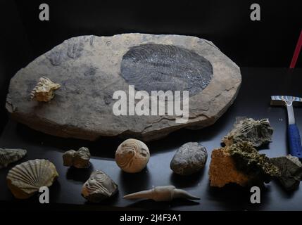 Fossiles de l'exposition « la vie dans un milliard d'années ». Musée du Parc Postojnska Jama, Slovénie Banque D'Images