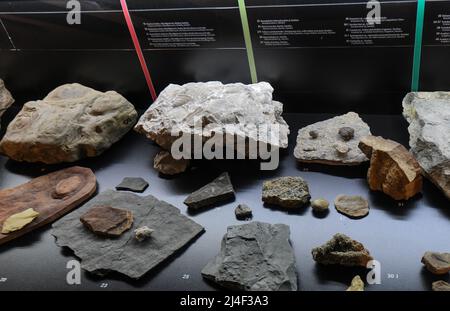 Fossiles de l'exposition « la vie dans un milliard d'années ». Musée du Parc Postojnska Jama, Slovénie Banque D'Images