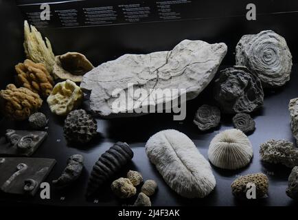 Fossiles de l'exposition « la vie dans un milliard d'années ». Musée du Parc Postojnska Jama, Slovénie Banque D'Images