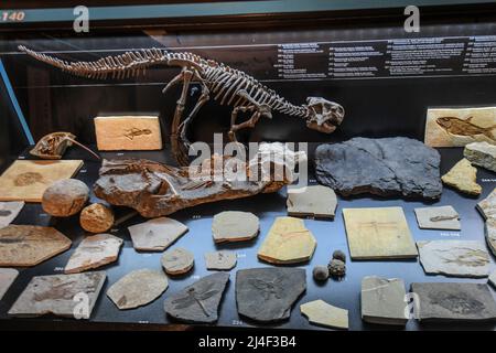 Fossiles de l'exposition « la vie dans un milliard d'années ». Musée du Parc Postojnska Jama, Slovénie Banque D'Images