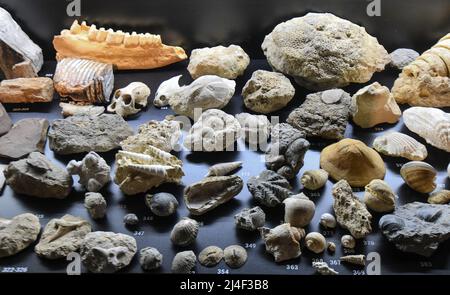 Fossiles de l'exposition « la vie dans un milliard d'années ». Musée du Parc Postojnska Jama, Slovénie Banque D'Images