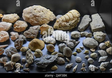 Fossiles de l'exposition « la vie dans un milliard d'années ». Musée du Parc Postojnska Jama, Slovénie Banque D'Images