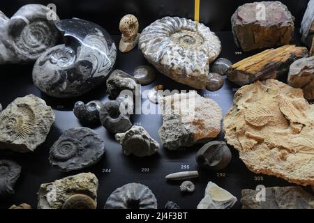 Fossiles de l'exposition « la vie dans un milliard d'années ». Musée du Parc Postojnska Jama, Slovénie Banque D'Images