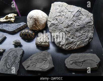 Fossiles de l'exposition « la vie dans un milliard d'années ». Musée du Parc Postojnska Jama, Slovénie Banque D'Images