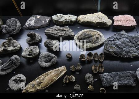 Fossiles de l'exposition « la vie dans un milliard d'années ». Musée du Parc Postojnska Jama, Slovénie Banque D'Images