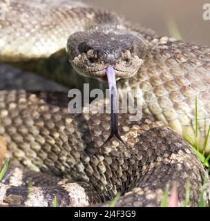 Rattlesnake du Pacifique Nord en colère dans une posture défensive. Comté de Santa Clara, Californie, États-Unis. Banque D'Images