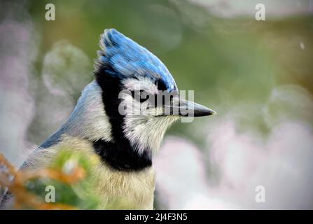 Une image portrait d'un oiseau sauvage de geai bleu de l'est 'Cyanocitta cristata'. Banque D'Images