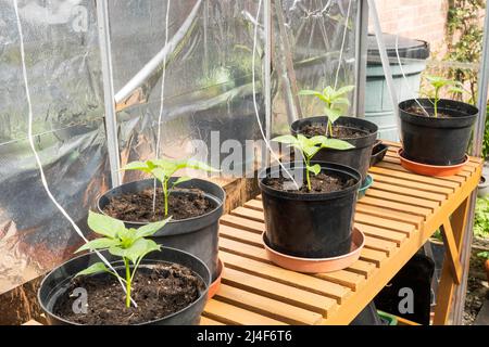 Jeunes plants de poivron doux variété Beauty Bell (capsicum) planté dans de grands pots dans une serre, Angleterre, Royaume-Uni Banque D'Images