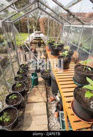 Jeunes plants de tomates et de poivrons qui poussent dans la serre d'un jardinier amateur, Angleterre, Royaume-Uni Banque D'Images