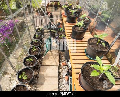 Jeunes plants de tomates et de poivrons qui poussent dans la serre d'un jardinier amateur, Angleterre, Royaume-Uni Banque D'Images