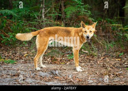 Un dingo mâle sur une piste forestière intérieure de l'île Fraser. Queensland, Australie Banque D'Images