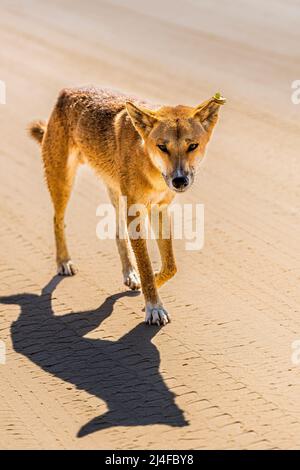 Un dingo mâle, Canis lupus dingo, sur la plage de Seventy Five Mile, Fraser Island, Queensland, Australie Banque D'Images