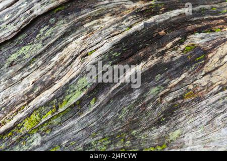 Lignes de bois sur le tronc d'un vieux arbre dans la forêt. Mousse verte sur fragments. La combinaison de l'histoire et des lignes gracieux de la vieillesse dans le bois Banque D'Images