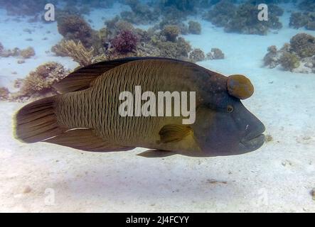 Un Napoléon Wrasse (Cheilinus undulatus) dans la Mer Rouge, Egypte Banque D'Images